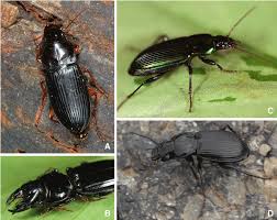Carabid Beetle Classification